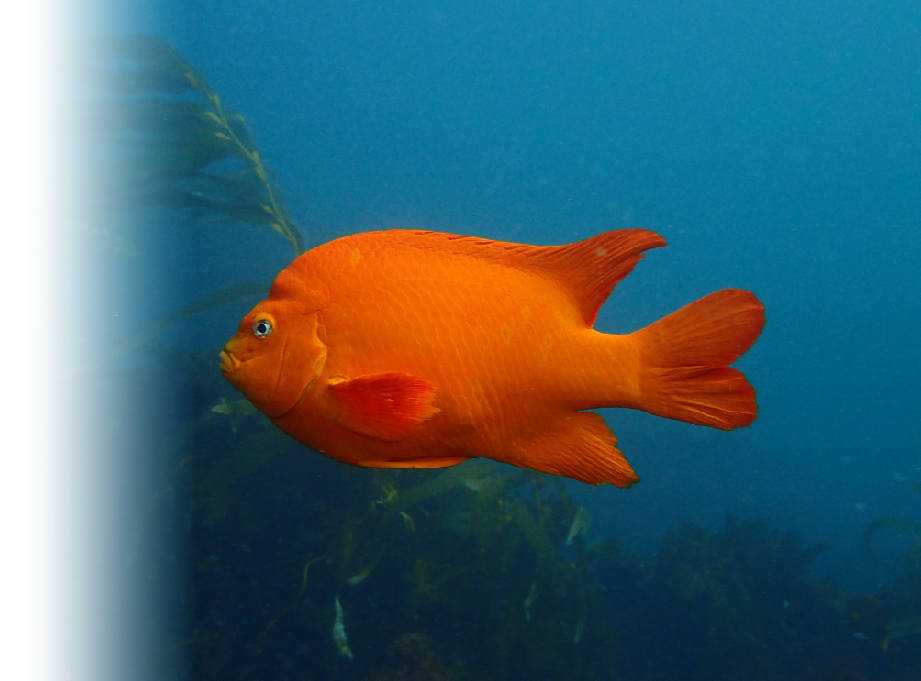 Garibaldi fish in Southern California waters