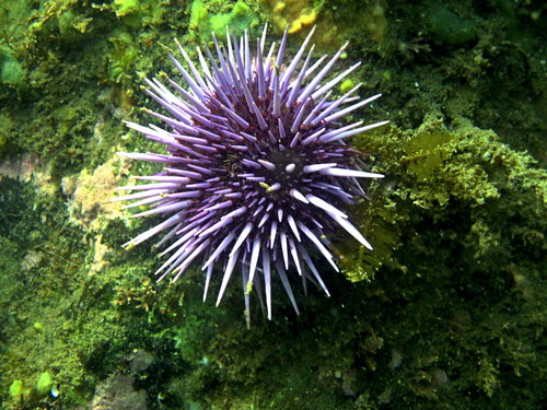 La Jolla guided scuba dive experience