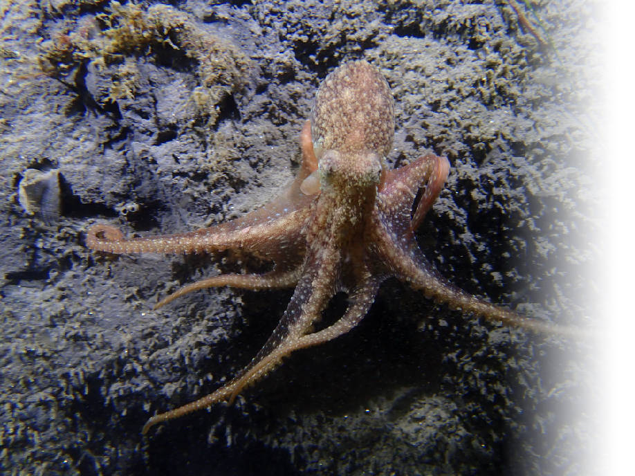 Octopus marine life in La Jolla waters