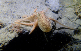 Guided Night DIVING at La Jolla Shores