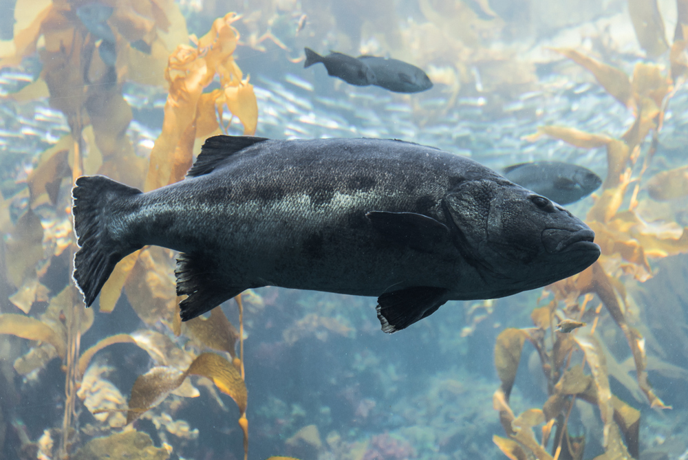 Giant Black Sea Bass