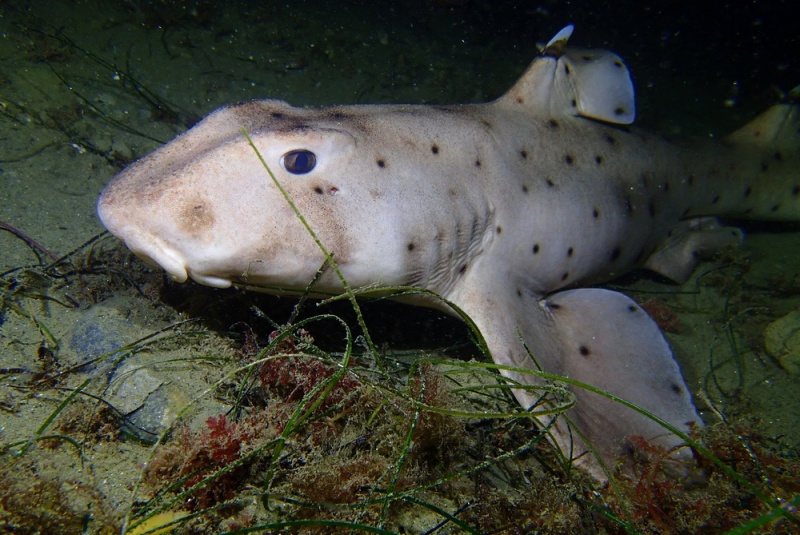 Horn Sharks At La Jolla Shores - San Diego Scuba Guide