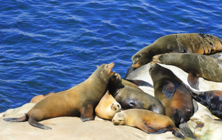 Seals and Sea Lions at La Jolla Cove