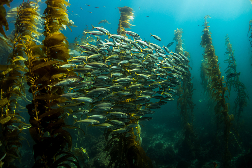 kelp forest dive