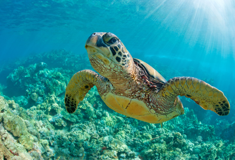 Where to Find Green Sea Turtles - San Diego Scuba Guide