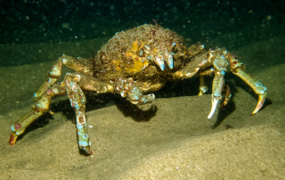 Sheep Crab, The Giant Crab of La Jolla