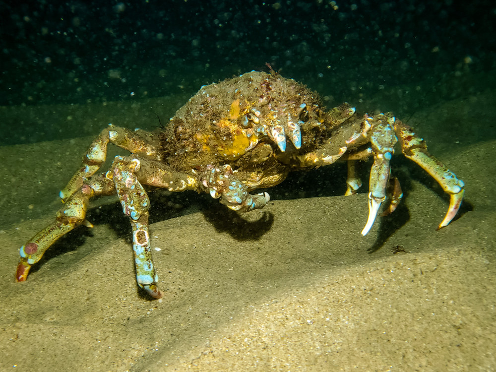 Sheep Crab, The Giant Crab of La Jolla