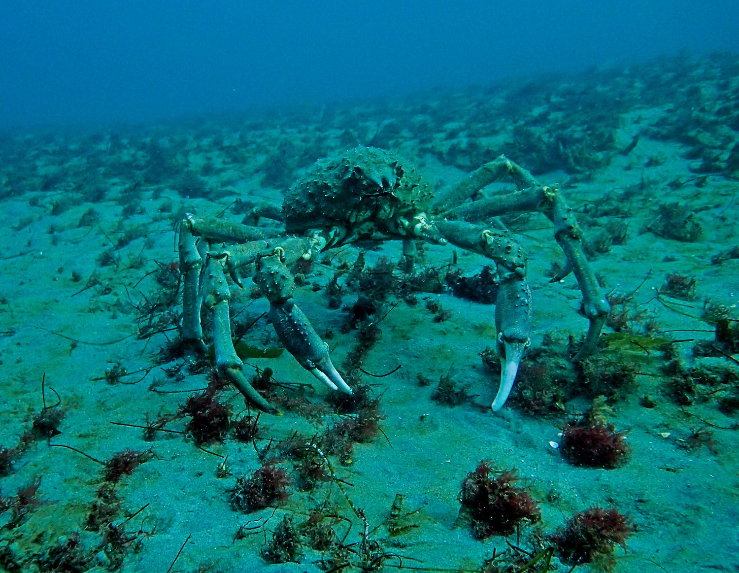 Scuba diver exploring underwater in San Diego