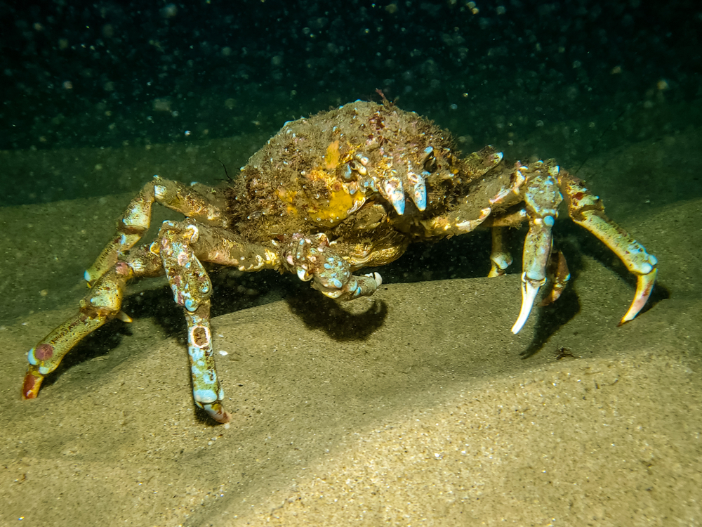 Sheep Crabs