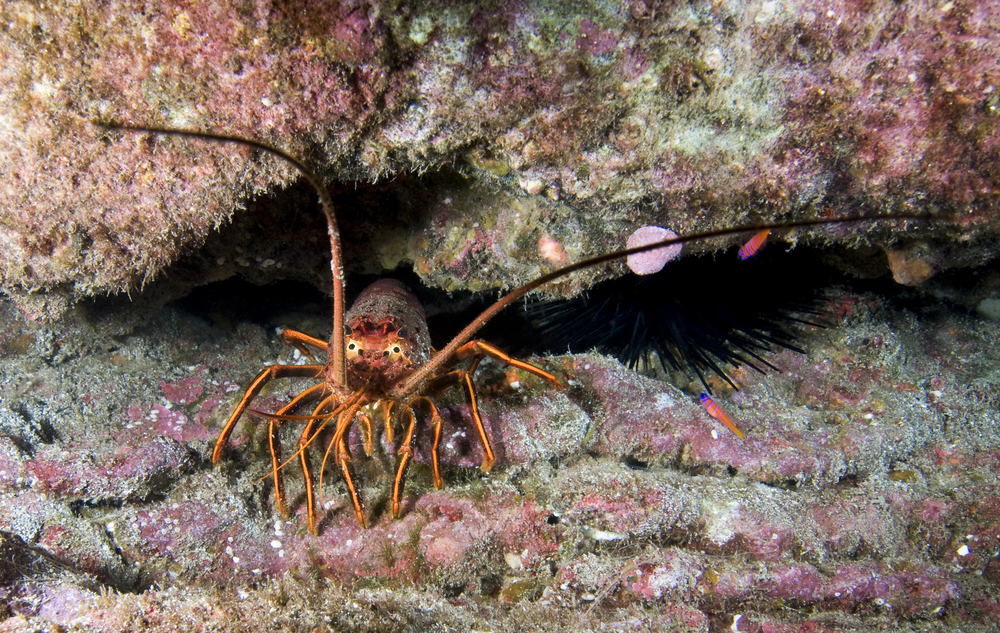 California Spiny Lobster