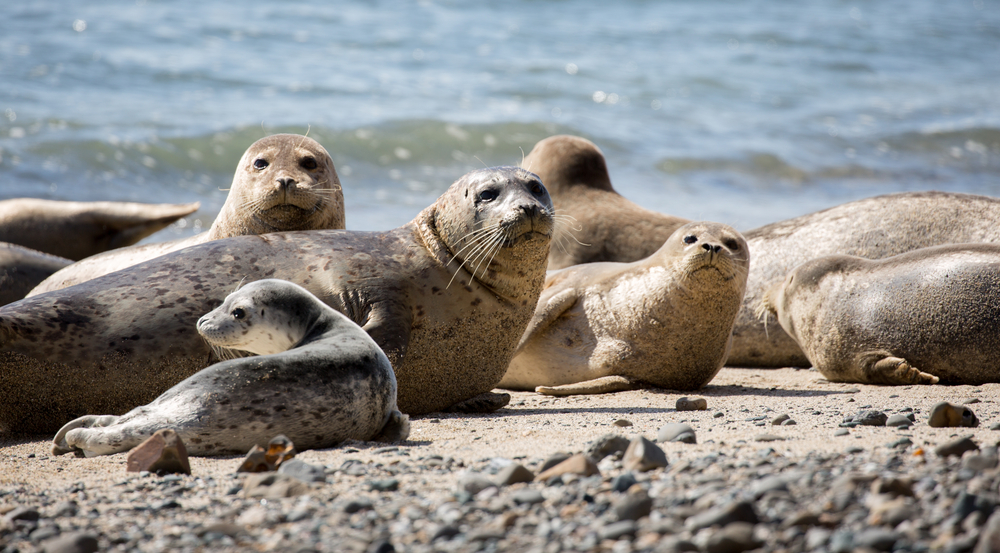 Top 10 Animals to Look for in La Jolla 