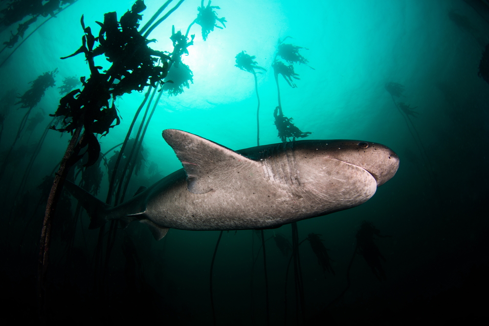 Broadnose Sevengill Shark