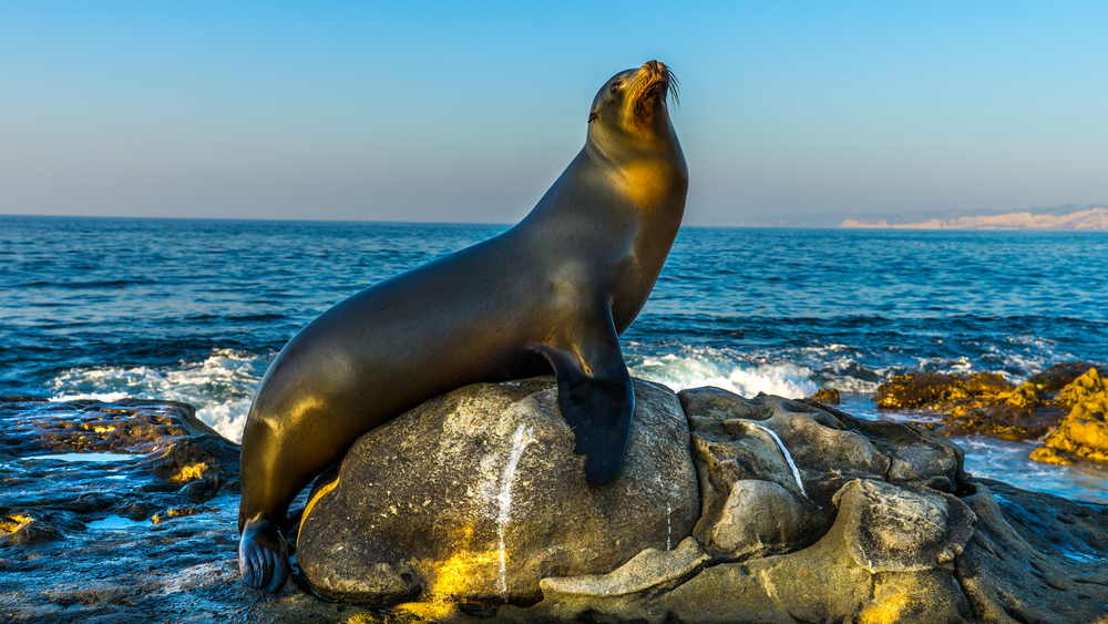 Top 10 Animals to Look for in La Jolla 