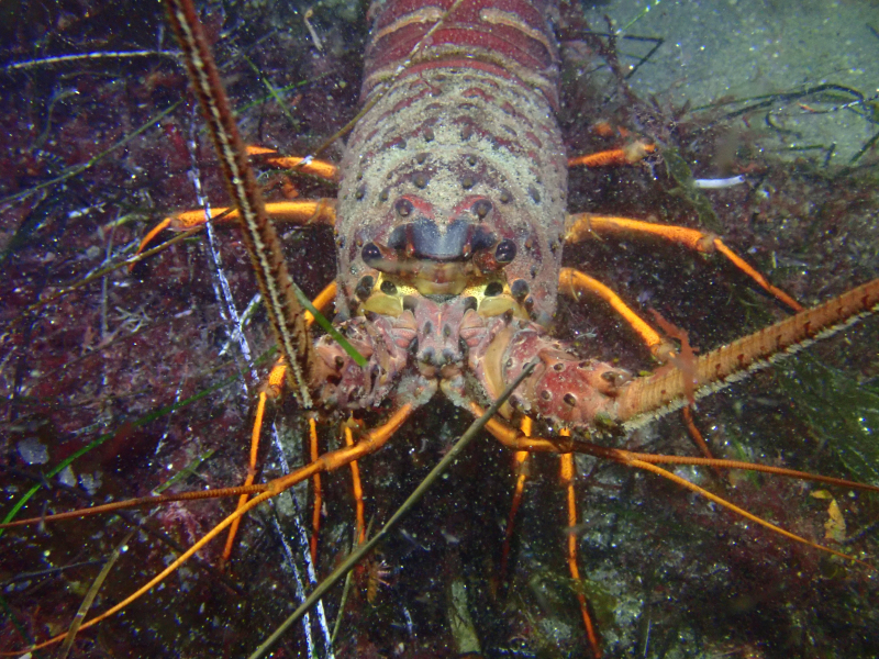 California Spiny Lobsters At La Jolla Cove - San Diego Scuba Guide - Blog