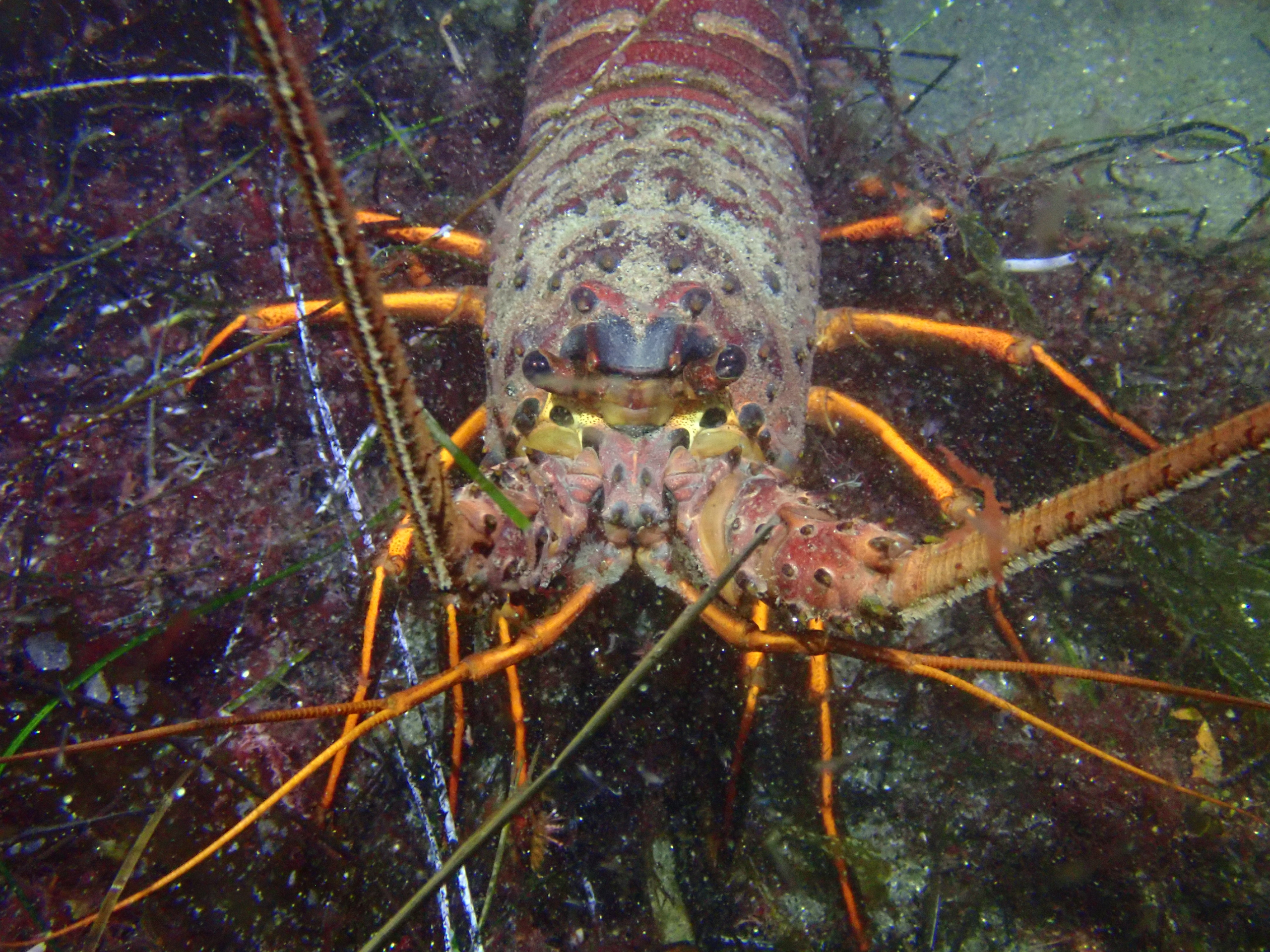 California Spiny Lobsters at La Jolla Cove
