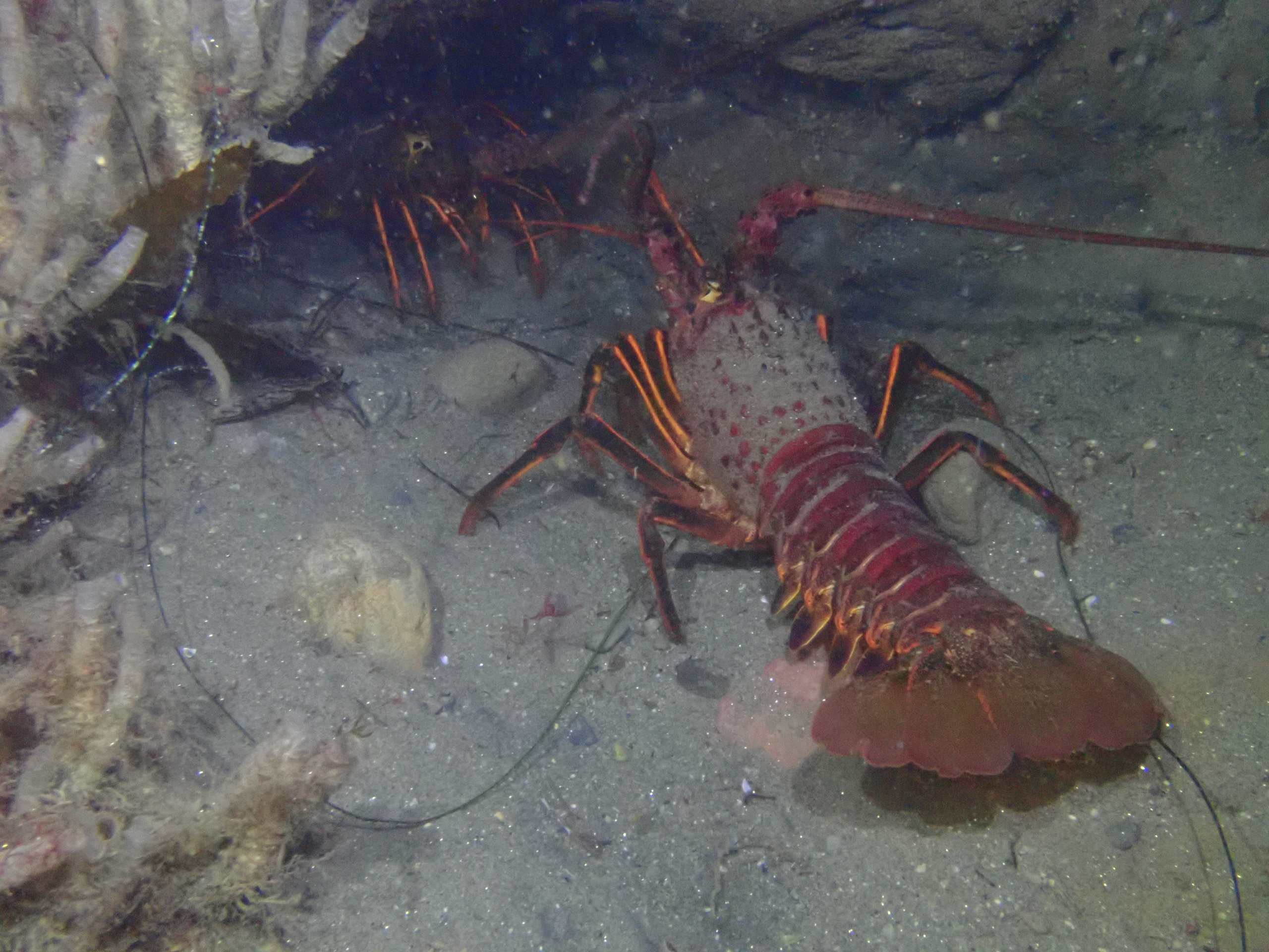 California Spiny Lobsters at La Jolla Cove