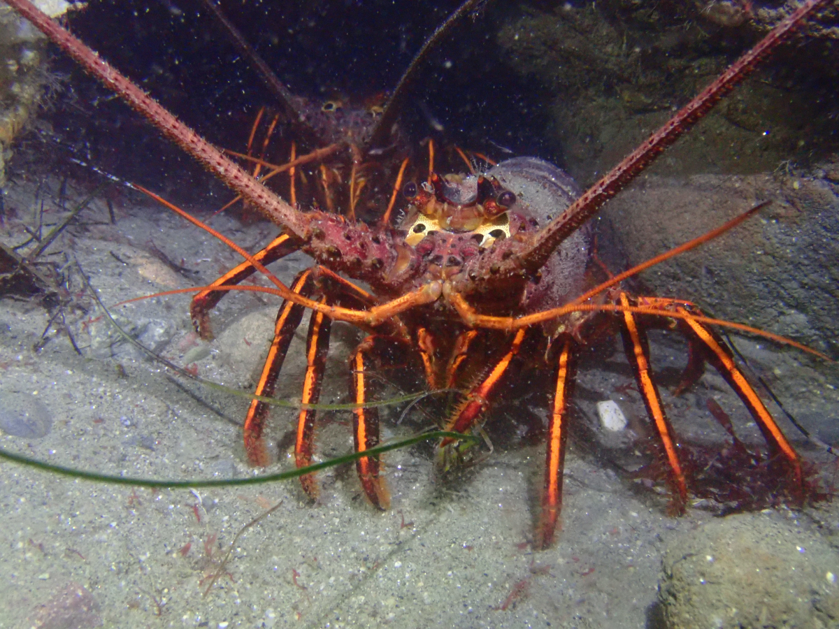 California Spiny Lobsters at La Jolla Cove San Diego Scuba Guide Blog
