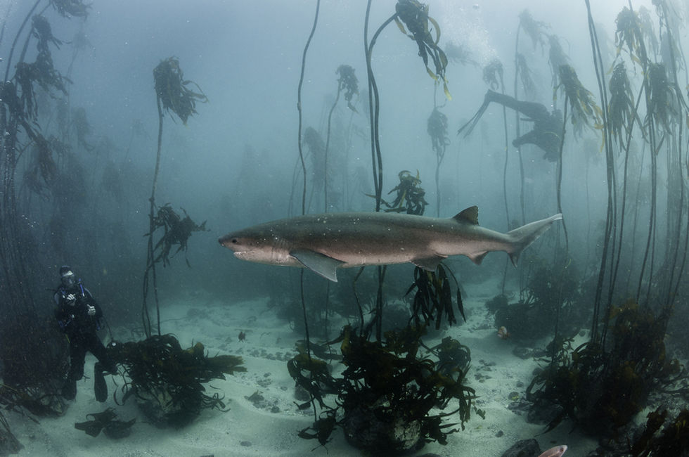 Seven gill or cow shark