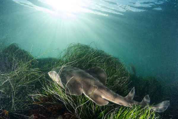 Shovelnose Guitarfish at La Jolla Cove - SD Scuba Guide - Blog