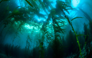 Kelp Forest - 6 Unusual Facts About La Jolla Kelp Forests