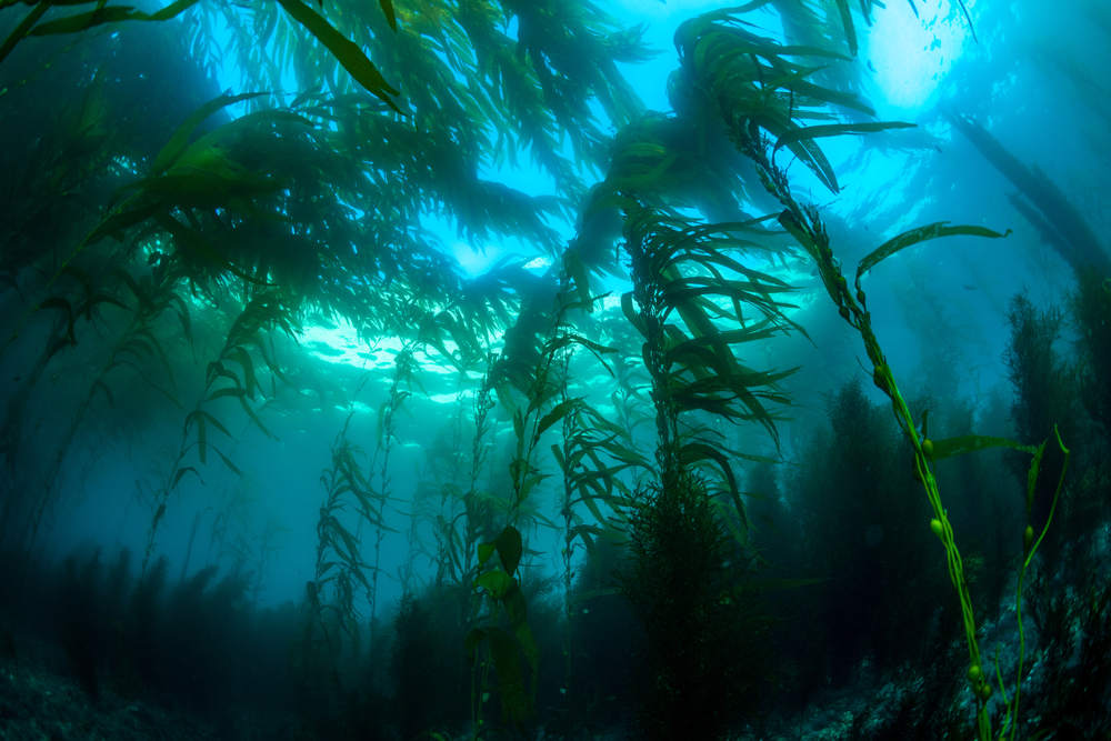 Kelp Forest - 6 Unusual Facts About La Jolla Kelp Forests