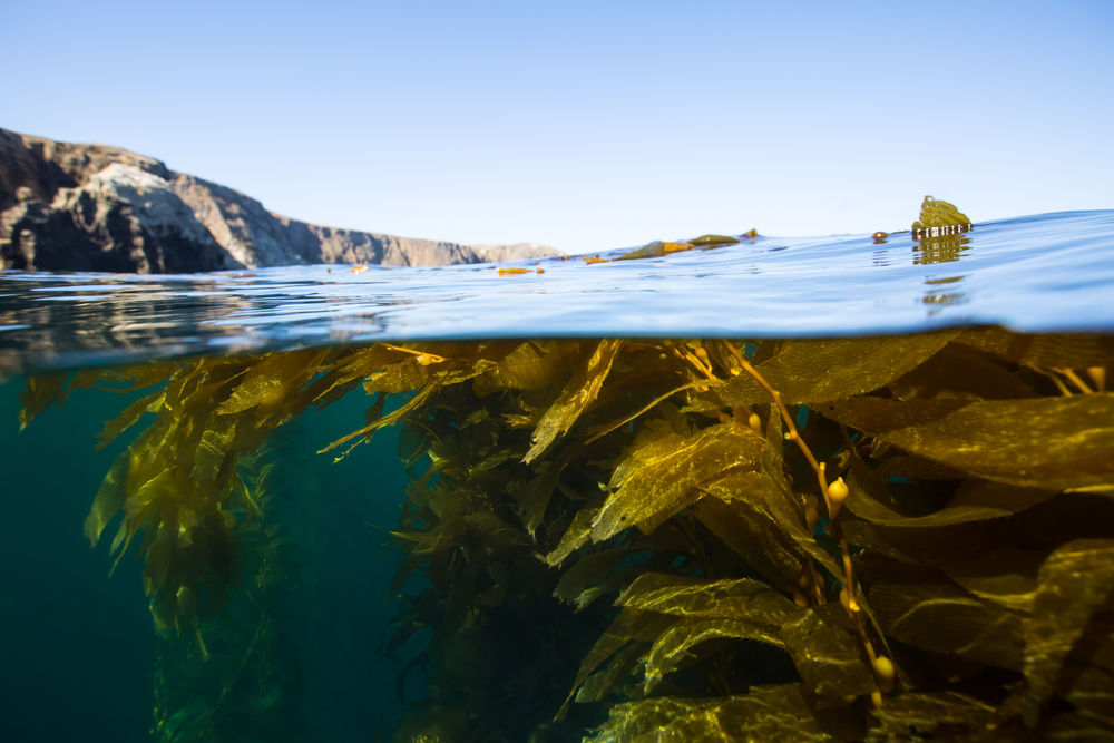 Kelp near the water surface