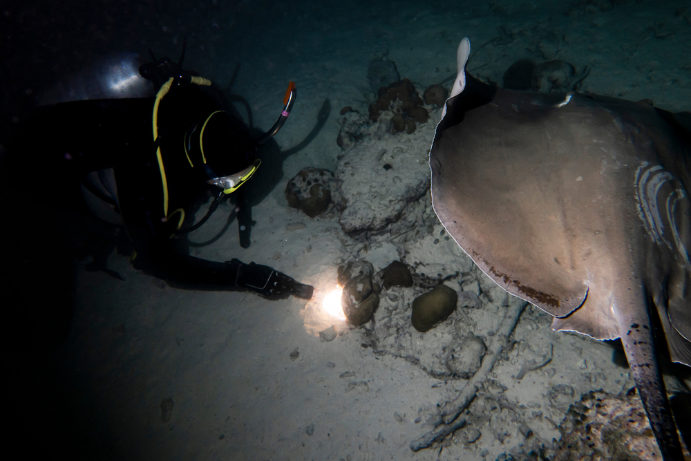 Guided Dive at La Jolla Shores