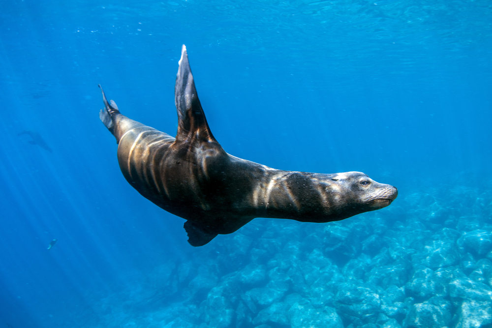 California Sea Lion diving in water at La Jolla