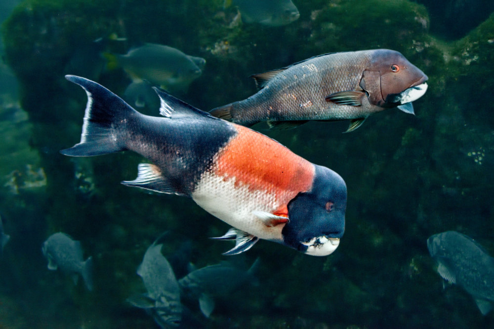 Female and male California Sheephead