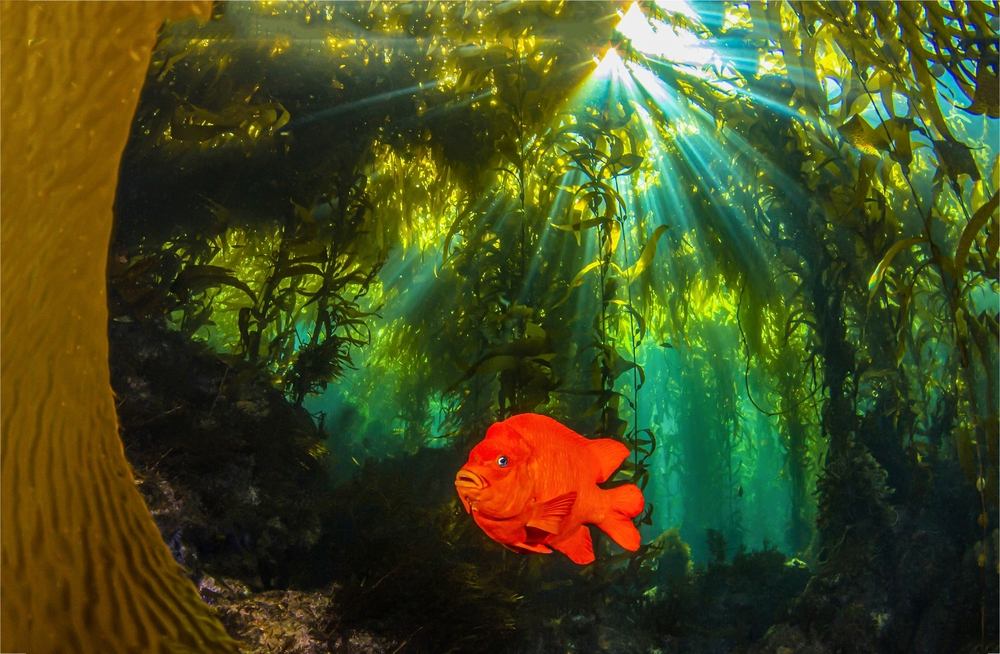 Garibaldi - Top 5 Most Fascinating Sea Creatures in La Jolla