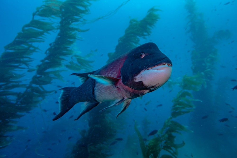 Top 5 Most Fascinating Sea Creatures in La Jolla