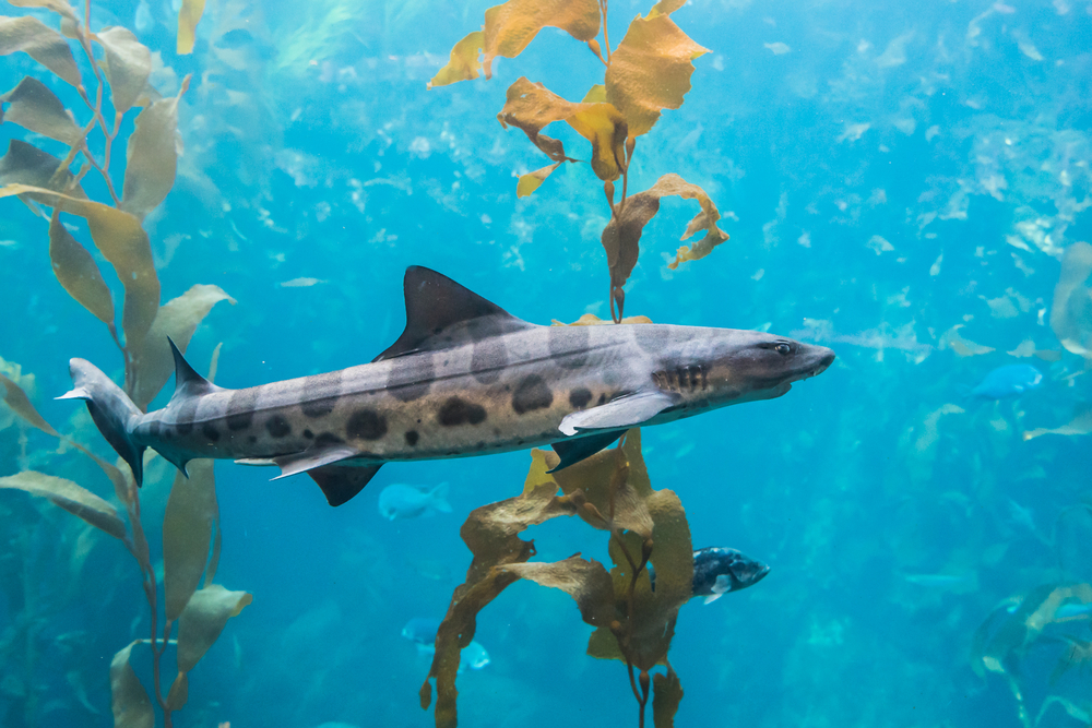 Top 5 Most Fascinating Sea Creatures in La Jolla