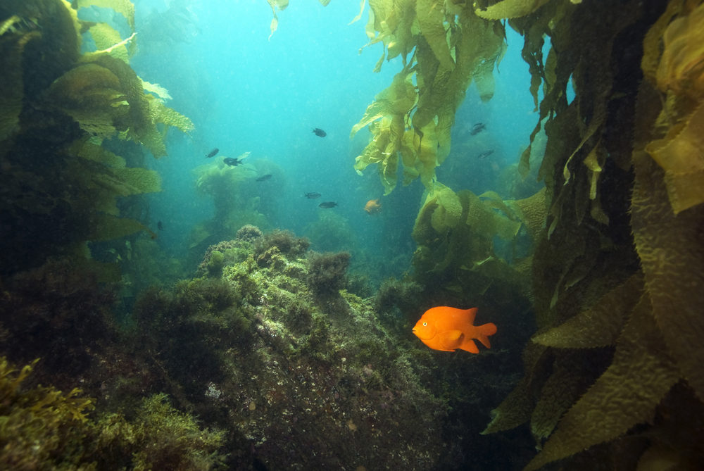 Garibaldi fish swimming alone