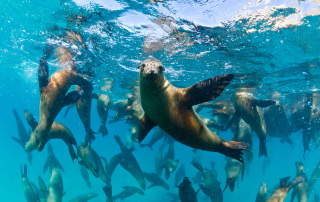 Interesting Facts About Sea Lions