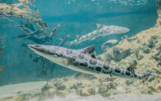 6 Unique Facts on Leopard Sharks