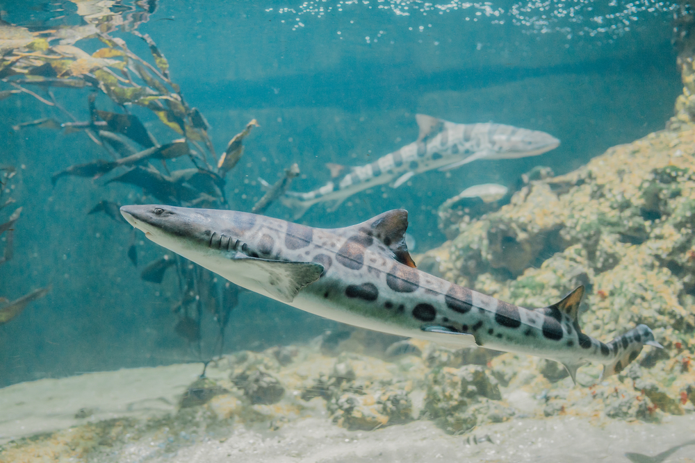 6 Unique Facts on Leopard Sharks