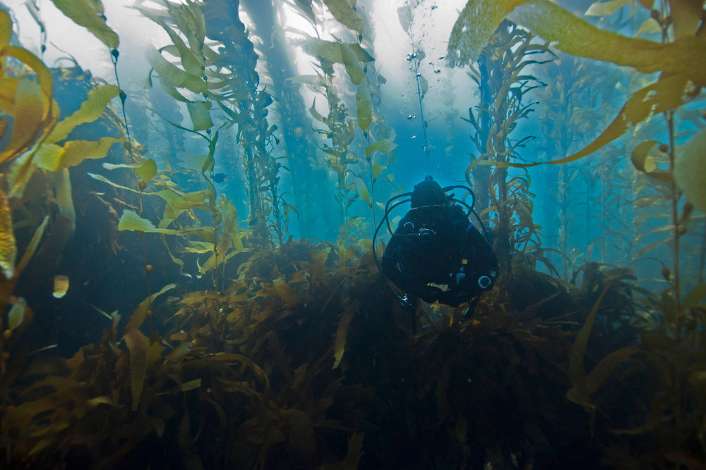 Exploring the La Jolla Underwater Park: A Scuba Diver’s Paradise