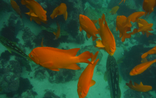 What Marine Life Can You Expect to See While Scuba Diving at La Jolla Cove?