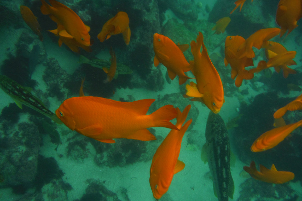 What Marine Life Can You Expect to See While Scuba Diving at La Jolla Cove?