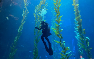 Why is La Jolla Cove Considered One of California's Best Scuba Diving Spots?