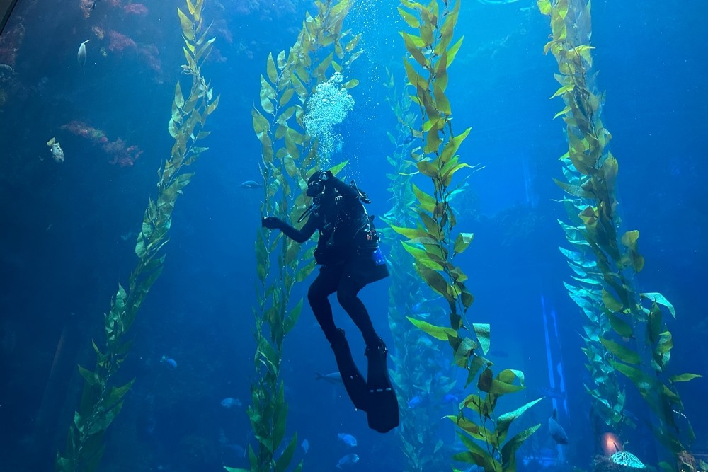 Why is La Jolla Cove Considered One of California's Best Scuba Diving Spots?