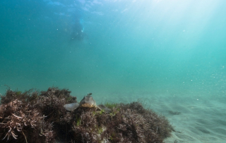 Explore the Marine Life of La Jolla: A Scuba Diver's Paradise