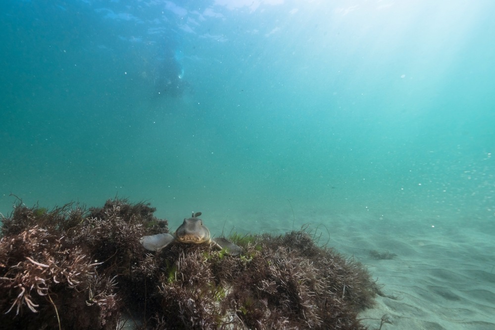 Explore the Marine Life of La Jolla: A Scuba Diver's Paradise