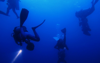 What Makes Night Diving in La Jolla Unique?