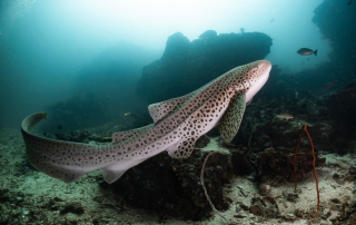 5 Fun Facts About Leopard Sharks