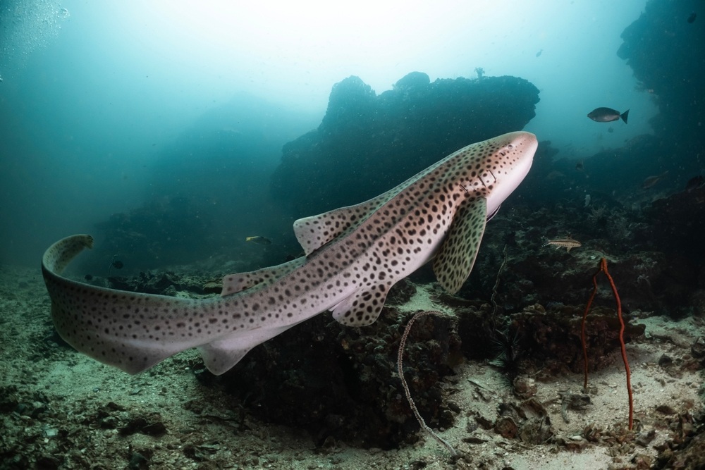 5 Fun Facts About Leopard Sharks