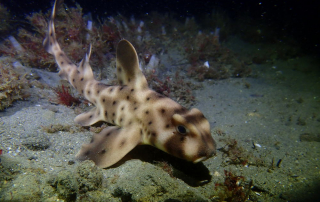 Top Marine Life to Spot While Scuba Diving in La Jolla