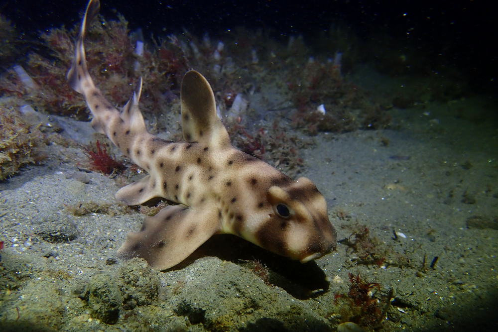 Top Marine Life to Spot While Scuba Diving in La Jolla