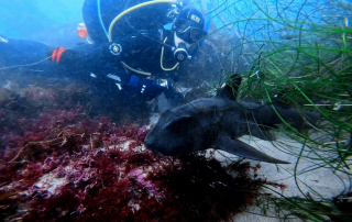 How Low-Impact Diving Techniques Help Protect San Diego’s Underwater Ecosystem