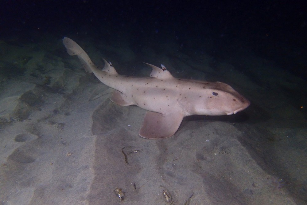 Why Night Dives in La Jolla Reveal Unique Marine Life